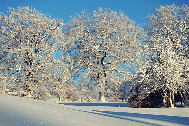 An image showcasing a vibrant winter wonderland scene