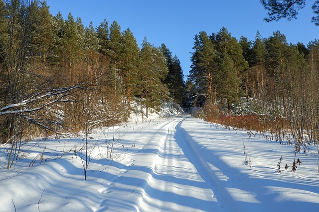 An image capturing the serene beauty of a snow-covered forest trail, with towering evergreens draped in fluffy white, sunlight filtering through the branches, and a family of deer grazing in the distance