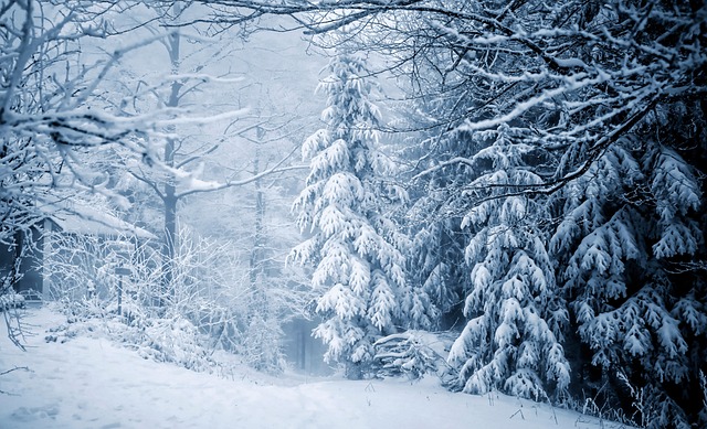 An image of a serene winter forest landscape, with snow-covered trees towering over a frozen creek