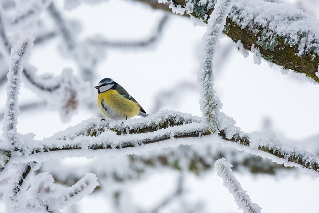 An image capturing the serene beauty of a winter wonderland, adorned with snow-covered tree branches where colorful birds perch and flutter, inviting families to embark on birdwatching adventures amidst nature's icy embrace
