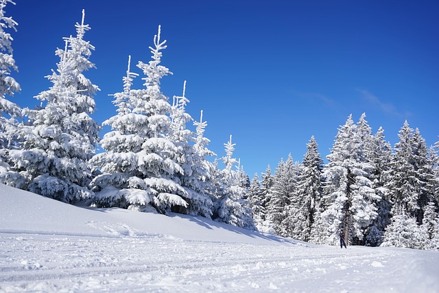 An image showcasing a snow-covered hiking trail nestled between towering evergreen trees